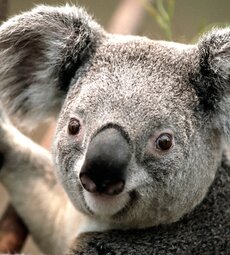 koala