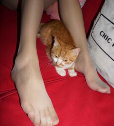 China Beauty Legs and feet 827