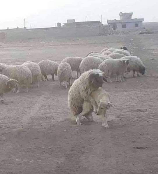 Turkish Slut Womans 13 arsivizm gallery