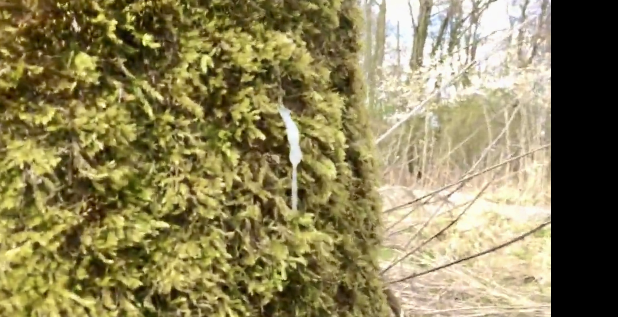 2021/2022 outdoor cumshots trying to flash my cock