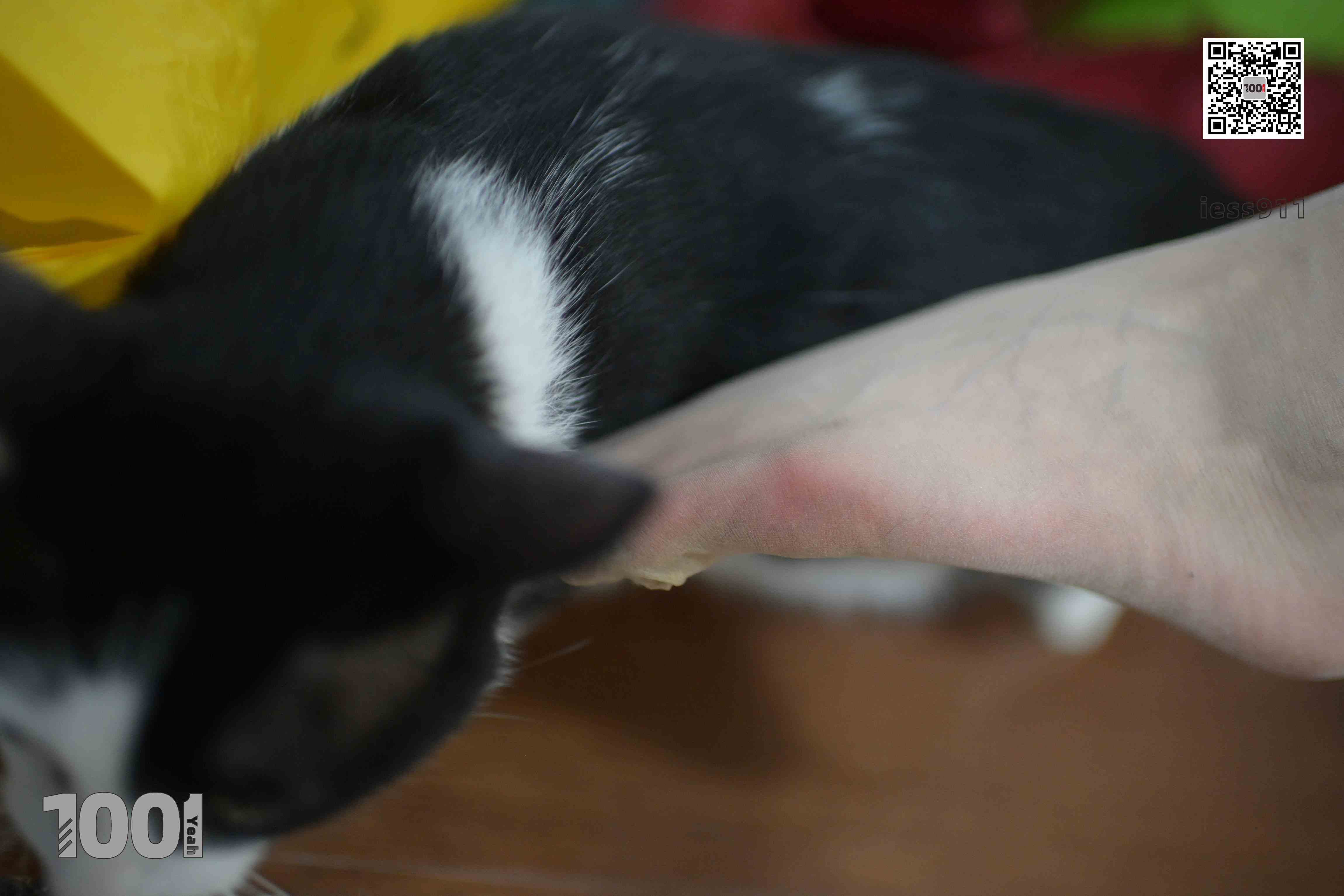 China Beauty Legs and feet 667-1