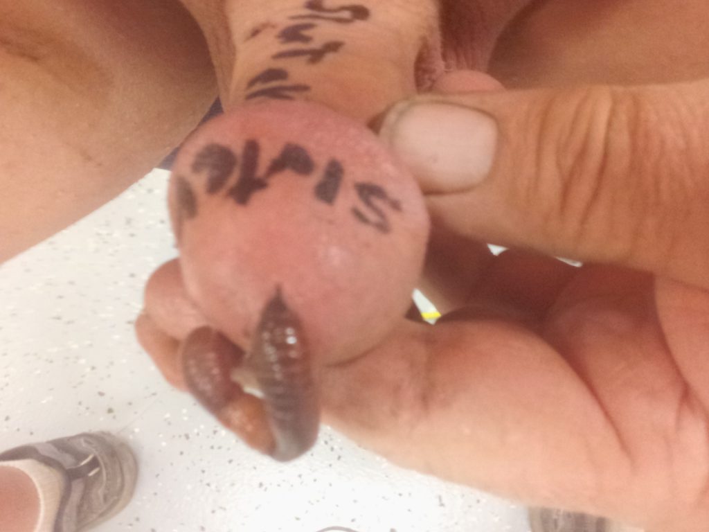 CBT cock and ball tourter