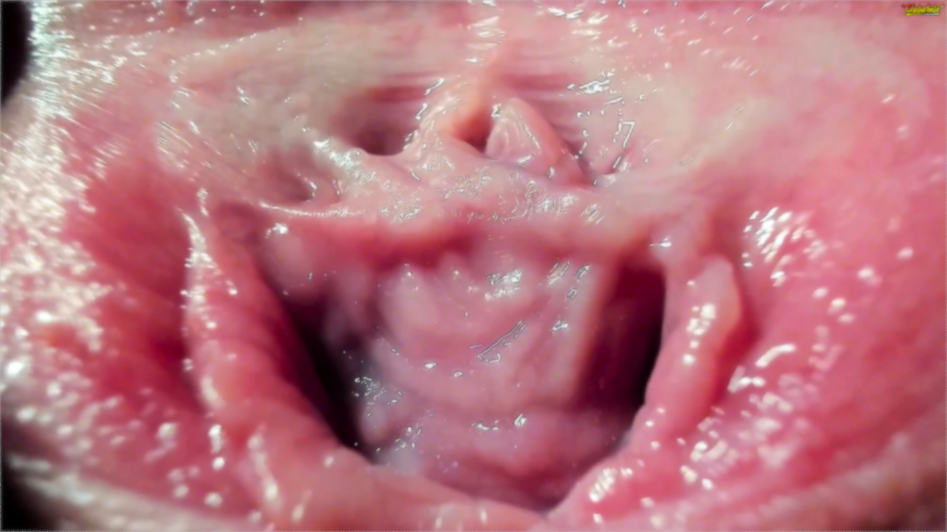 The most beautiful vaginas