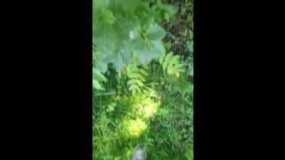 Lost Bet LOL you can see Titties though the Window