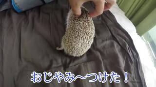 ハリネズミとかくれんぼ！みつかるのはだーれだっ！？