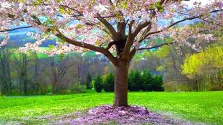 Secret Garden - Passionate Erotic Audio for Men by Eve's Garden