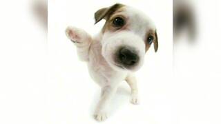 First video doing request gacha